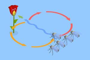 3D Isometric Flat Conceptual Illustration of Bee Waggle Dance, Animal Language vector