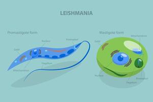3D Isometric Flat Conceptual Illustration of Structure of Leishmania, Educational Diagram vector