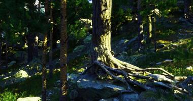 CGI Old tree with exposed roots in a sunlit forest setting during daytime video