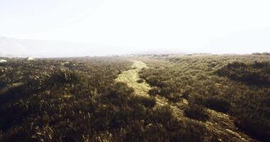 CGI Wide path through tall grass in a serene natural landscape at sunrise video
