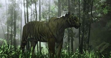 CGI Tiger walks through dense bamboo forest during misty dawn hours video