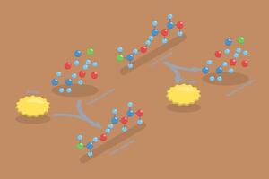 3D Isometric Flat Conceptual Illustration of Anabolic Vs Catabolic Reaction, Educational Diagram vector