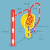 Diagram of human kidney anatomy and function vector