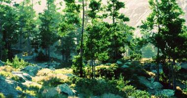 CGI Exploration in serene forest landscape with towering trees and rocky formations video