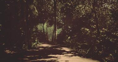 CGI Wooden walkway surrounded by lush greenery in a tropical forest setting video