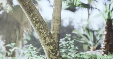 CGI Sunlight filtering through palm trees in a lush tropical garden video