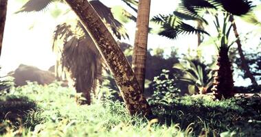 CGI Lush tropical forest with vibrant greenery and sunlight filtering through trees video