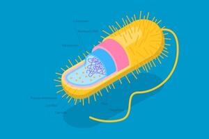 3D Isometric Flat Conceptual Illustration of Archaebacteria, Anatomical Bacteria Structure vector