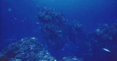 CGI Coral reef ecosystem with diverse marine life swimming in clear blue water video