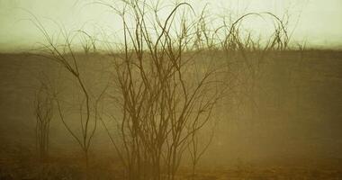 CGI Foggy landscape with sparse vegetation and muted colors in early morning video