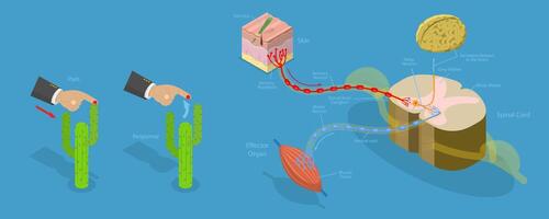 3D Isometric Flat Conceptual Illustration of Reflex ARC, Labeled Educational Schema vector