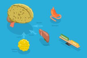 3D Isometric Flat Conceptual Illustration of Control Of Food Intake, Appetite and Hunger Hormones vector