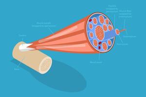 3D Isometric Flat Conceptual Illustration of Skeletal Muscles, Anatomical Structure vector