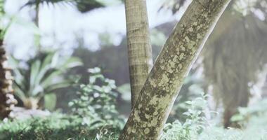 CGI Sunlight filtering through tropical foliage in a serene garden setting video