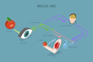 3D Isometric Flat Conceptual Illustration of Reflex ARC, Educational Diagram vector