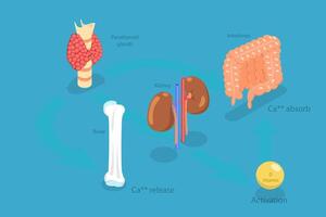 3D Isometric Flat Conceptual Illustration of Parathyroid Hormone And Calcium Metabolism, Human Endocrine System vector