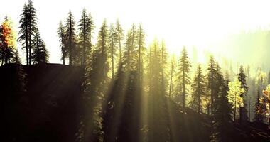 CGI Bright sun rays filtering through tall trees in a serene forest landscape video