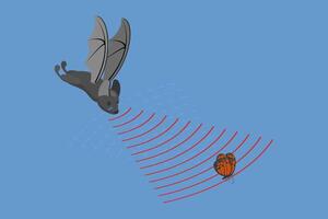 3D Isometric Flat Conceptual Illustration of Echolocation, Sound Waves Reflecting vector