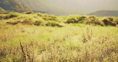 CGI Lush green landscape with wild grass and distant mountains at dawn video