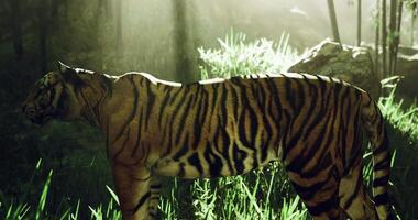 CGI Majestic tiger walking through a sunlit forest during the morning hours video