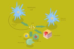 3D Isometric Flat Conceptual Illustration of Functions Of The SASP, Cellular Senescence vector