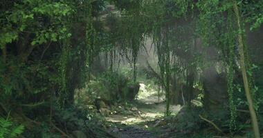 CGI Lush forest pathway illuminated by soft sunlight and surrounded by greenery video