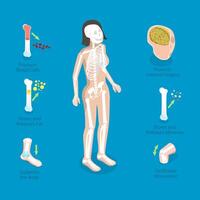 3D Isometric Flat Conceptual Illustration of Skeletal System Functions, Skeleton Diagram vector