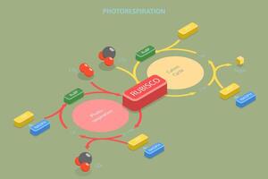 3D Isometric Flat Conceptual Illustration of Photorespiration, Oxidative Photosynthetic Carbon Cycle vector