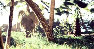CGI Tropical scene with vibrant greenery and sunlight through trees video
