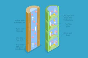 3D Isometric Flat Conceptual Illustration of Xylem And Phloem Water, Labeled Biological Structure Scheme vector