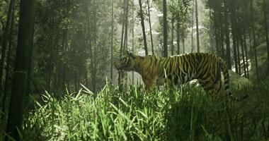 CGI Majestic tiger strolling through dense bamboo forest during daytime video