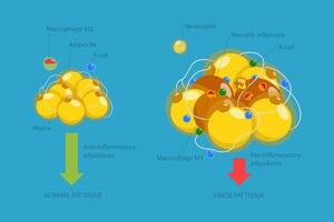 3D Isometric Flat Conceptual Illustration of Adipoce Tissue, Pathology of Obesity vector