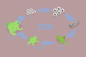 3D Isometric Flat Conceptual Illustration of Life Cycle Of A Frog, Amphibian Reproduction vector