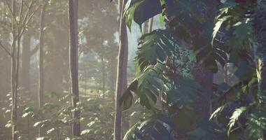 CGI Dense foliage and tall trees create a serene environment in a tropical forest video
