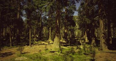 CGI Lush green forest with towering trees and sunlight filtering through branches video