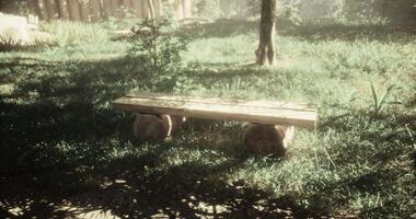CGI Relaxing wooden bench in a serene forest clearing during daylight video