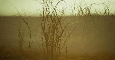 CGI Low light capturing dry grass and hazy landscape during twilight hours video