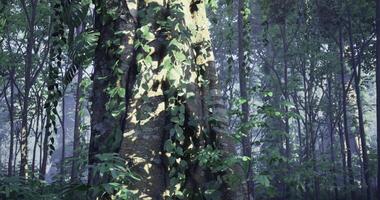 CGI Sunlight filters through greenery highlighting an ancient tree in a forest video