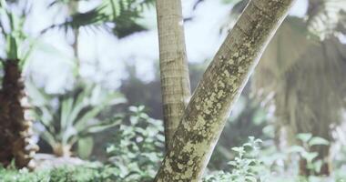 CGI Lush greenery and sunlight accentuating tropical palm trees in a serene setting video