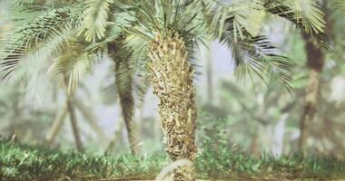 CGI Palm tree surrounded by lush greenery in a tropical setting video