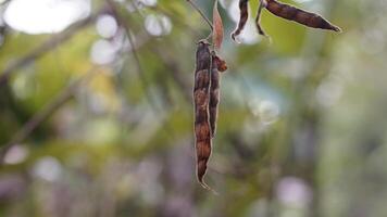 a kind of brown fruit photo