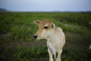 close up of cows on a blur green background photo