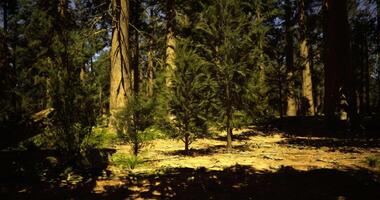 CGI Sunlight filtering through trees in a serene forest during midday video