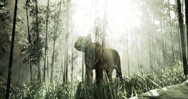 CGI White tiger walking through a misty bamboo forest at dawn in nature video