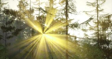 CGI Sunlight shines through tall trees in a peaceful forest video