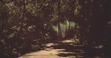 CGI Lush green pathway in tropical forest with sunlight filtering through trees video