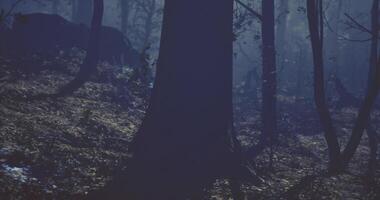 CGI Mysterious forest at dusk revealing trees and shadows video