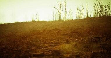 CGI Landscape after a wildfire with bare earth and charred vegetation during sunset video