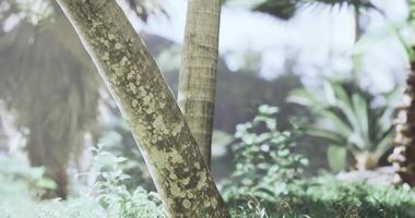 CGI Natures tranquility captured in a lush tropical setting near palm trees video