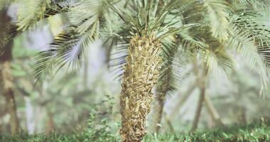 CGI Tall palm tree surrounded by lush greenery in a tropical paradise setting video